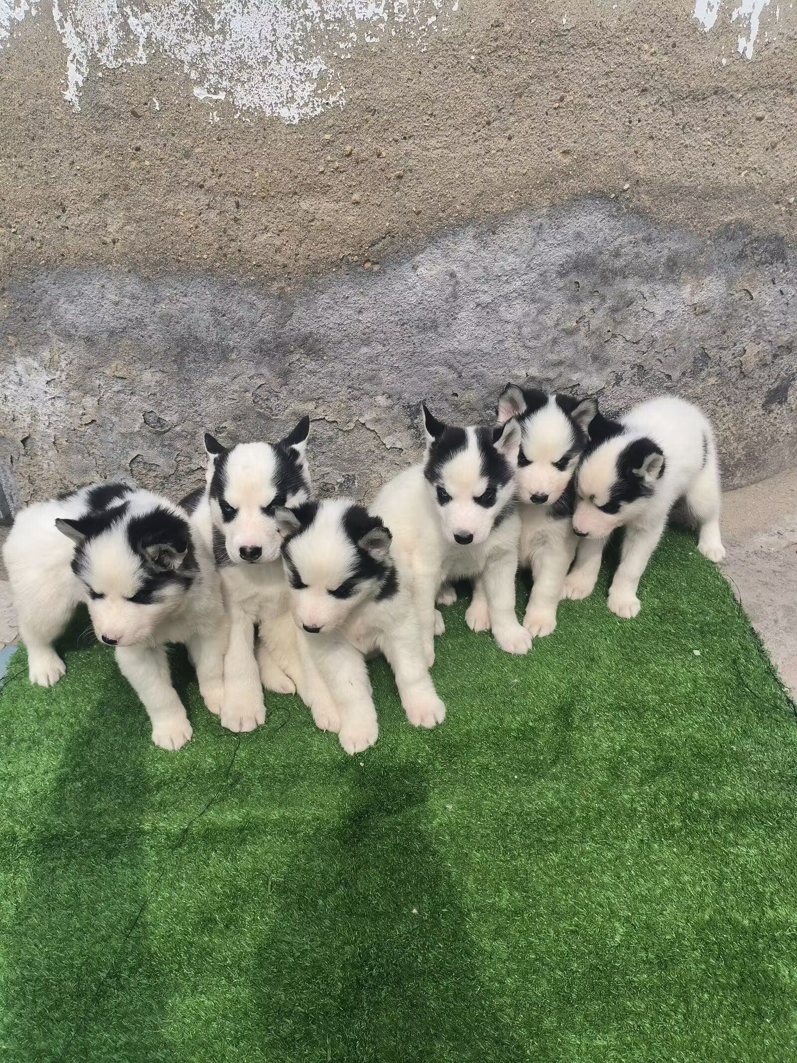 牛🐄花哈士奇🐶